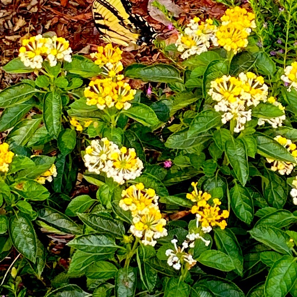 Meet your Posher, Helen - Picture 1 of 1